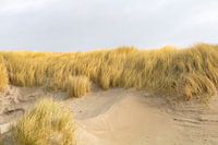 Dans les dunes