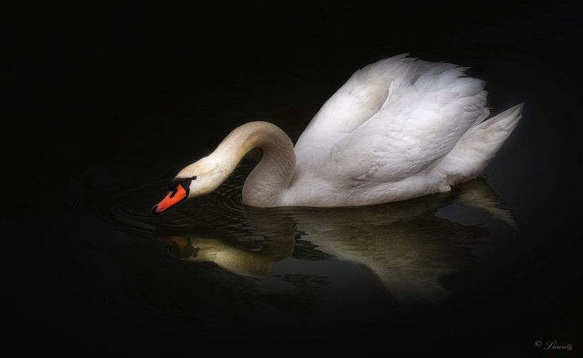 Schwan von Pavlina Luuna Scherrer