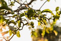 Abendsonne, Sommerliebe