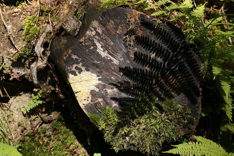 Shadow of a fern by Ewan Mol