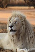 White Lion