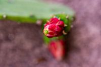 Red Cactus Flower