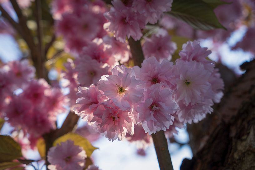 Pink blossoms of an ornamental cherry against the light by Adriana Müller