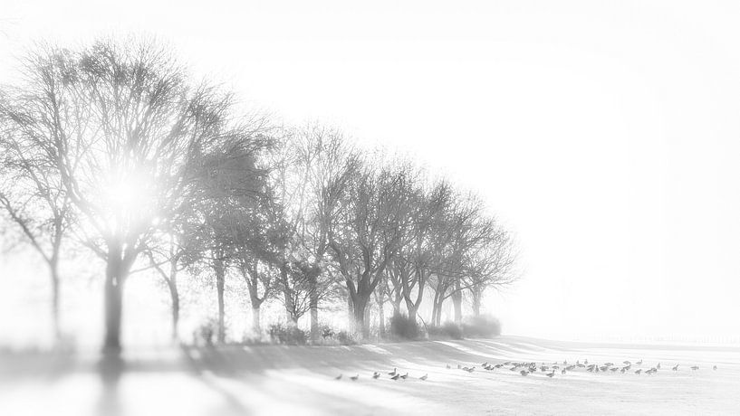 Morning sun in the Maasheggen #3 by Lex Schulte