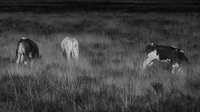 dreimal das Gesäß einer Kuh leicht verändert in schwarz und weiß von Miny'S