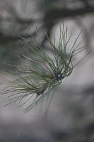 Les aiguilles de pin se referment