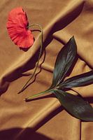 Le pavot sur le velours