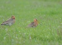 Uferschnepfen im Gras