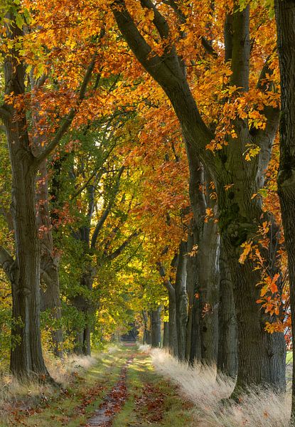 Oak avenue in autumn, in portrait by Jan Roos