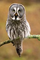 Lapland owl