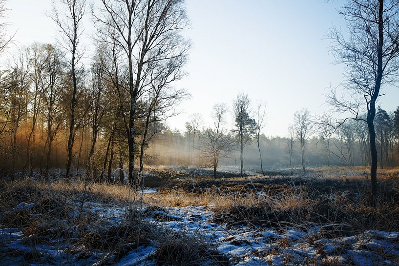 Veluwe Winterlandschaft von Tim Annink