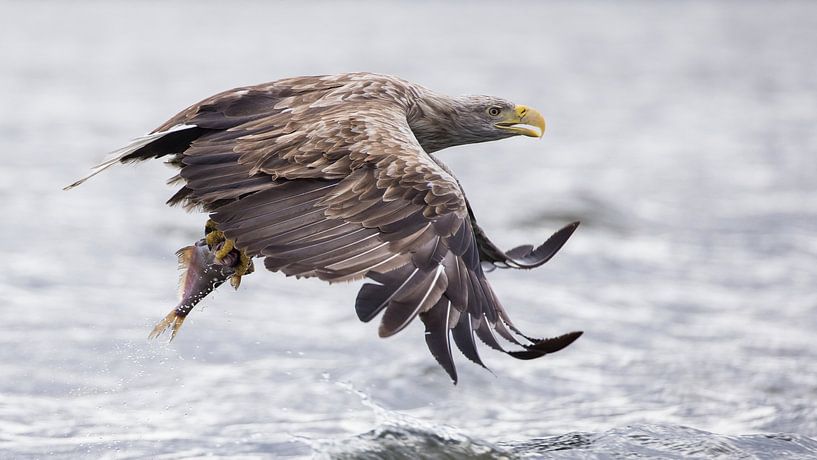 Got it! by Jan-Willem Mantel