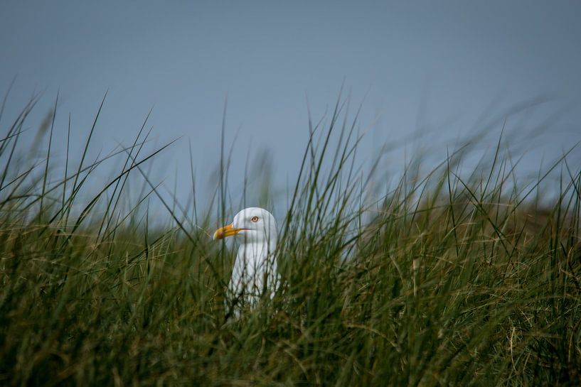 Mouette obstruée par Yvonne van Leeuwen