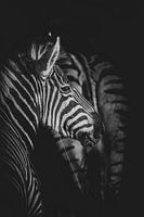 Africa Black: Zebra