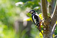 Le pic épeiche collectionne les insectes
