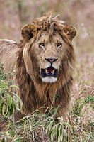Standing lion in the Serengeti Tanzania