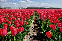 Red Dutch tulips