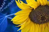 Macro tournesol