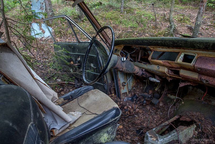 Steer in car at cemetery in forest in Ryd, Sweden by Joost Adriaanse