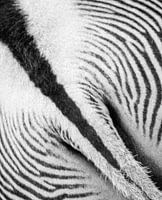 abstract in de natuur