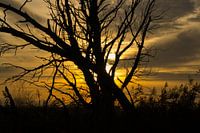 Zonsondergang met boom bij Oostvaardersplassen