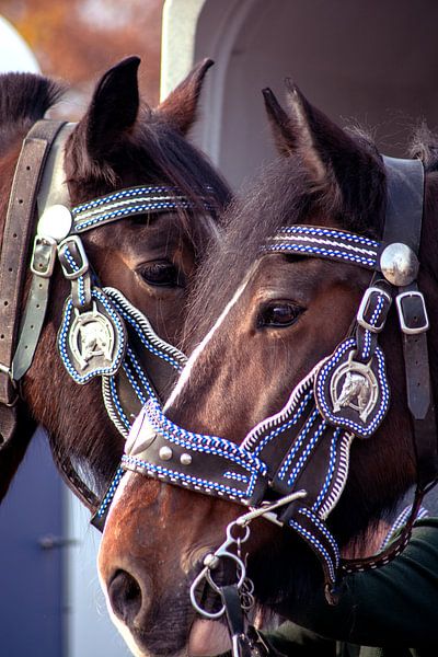 Concept Kaltblutmarkt 2018 : 2 horse faces von Photoart-Naegele