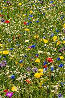 Een veld wildbloemen