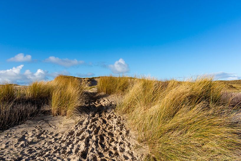 Dünenlandschaft in Bergen aan Zee, Nord-Holland, Niederlande, Europa von WorldWidePhotoWeb