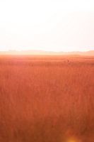 Hirsche auf einem Feld