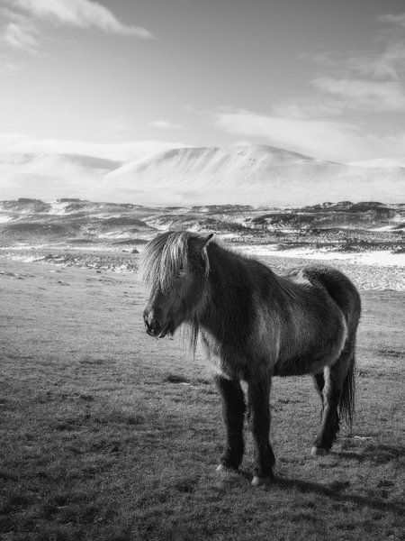 Of glaciers and horses by Joris Machholz