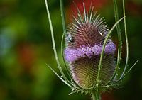 Flieg auf eine Karde (Dipsacus)