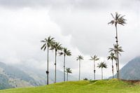 Palmen im Cocora-Tal