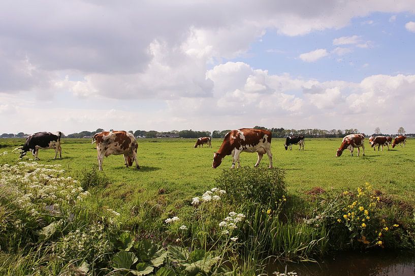 PolderPrent par Yvonne Blokland
