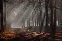 Marcher à travers les rayons du soleil dans la forêt sombre