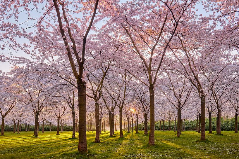 Kirschblüten von Harro Jansz