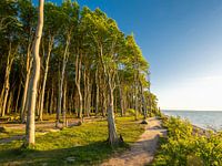 Forêt des fantômes de Nienhagen sur la côte allemande de la mer Baltique