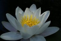 Waterlelie in de zon