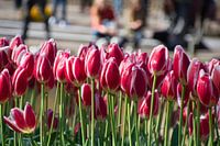 Champ de tulipes à Keukenhof