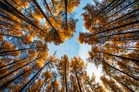 Fall (Steensel, Die Niederlande)