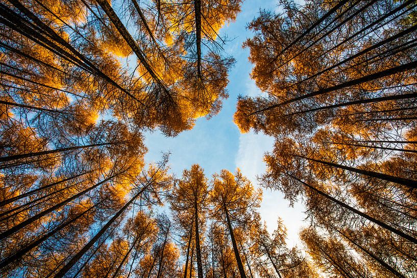 Fall (Steensel, The Netherlands) by Michel van Rossum