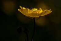 Butterblume in Reflexion