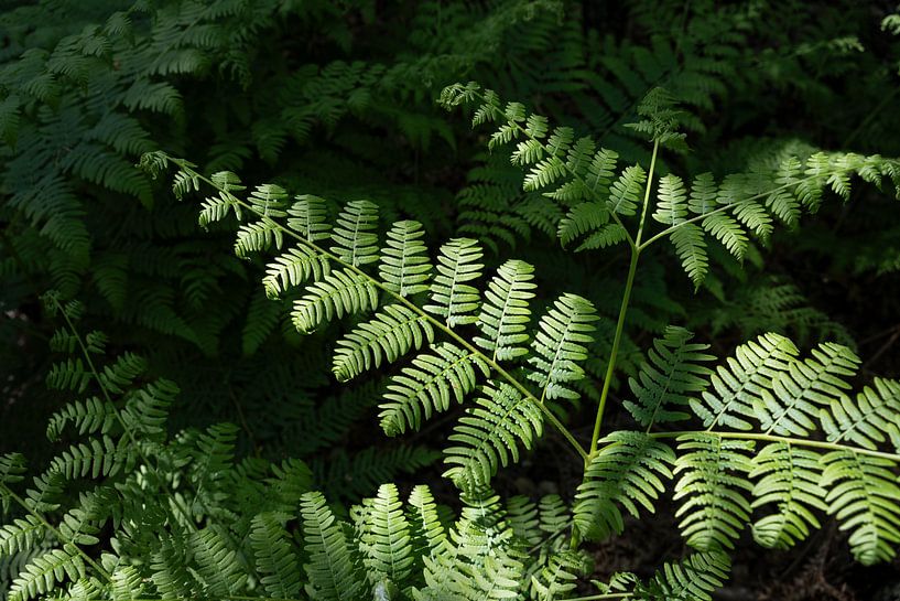 Feuilles de fougères vertes dans une forêt sombre par Adriana Müller