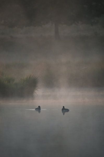 eenden in de morgen par Bart Hardorff