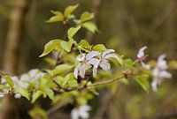 Cerisier de Fuji (fleur) funjizakura