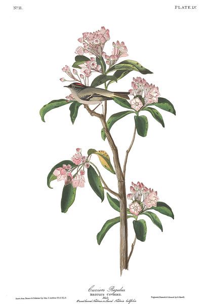 Goldhähnchen von Birds of America