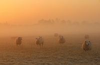 Schafe in der Morgensonne