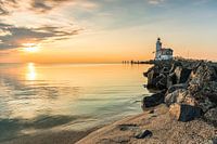 Pferd von Marken im schönen Sonnenlicht
