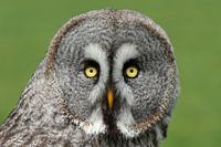Portrait of a Great Grey Owl