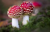 A couple of fly agarics