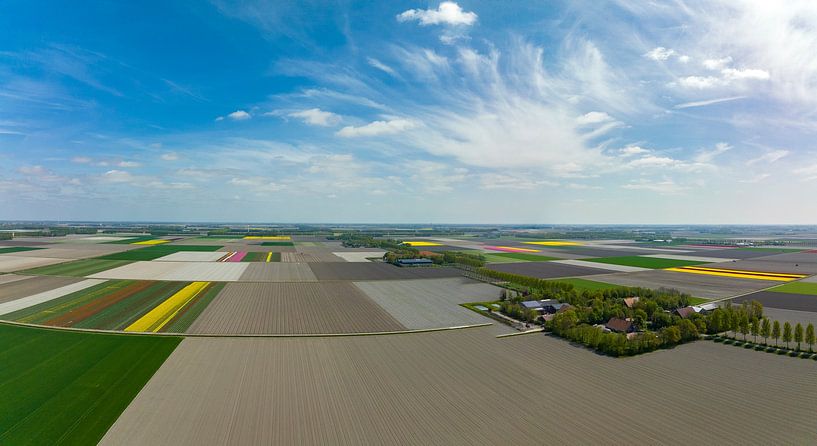 Tulpen, die im Frühling auf landwirtschaftlichen Feldern wachsen, von oben gesehen von Sjoerd van der Wal Fotografie